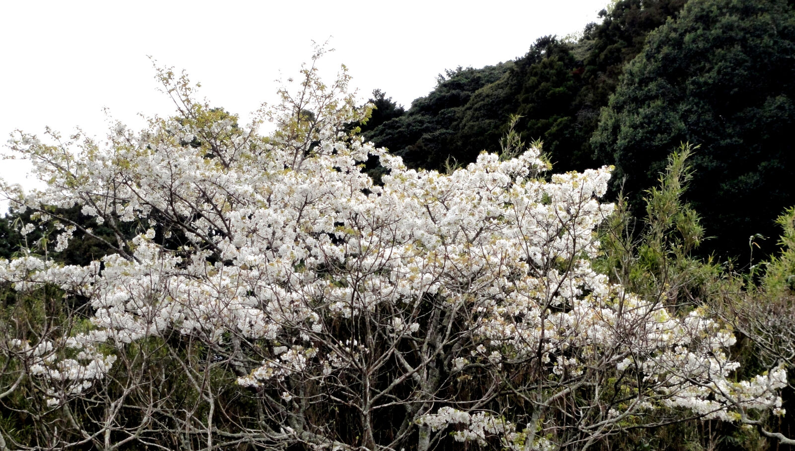 Sony DSC-HX5V sample photo. Flower photography