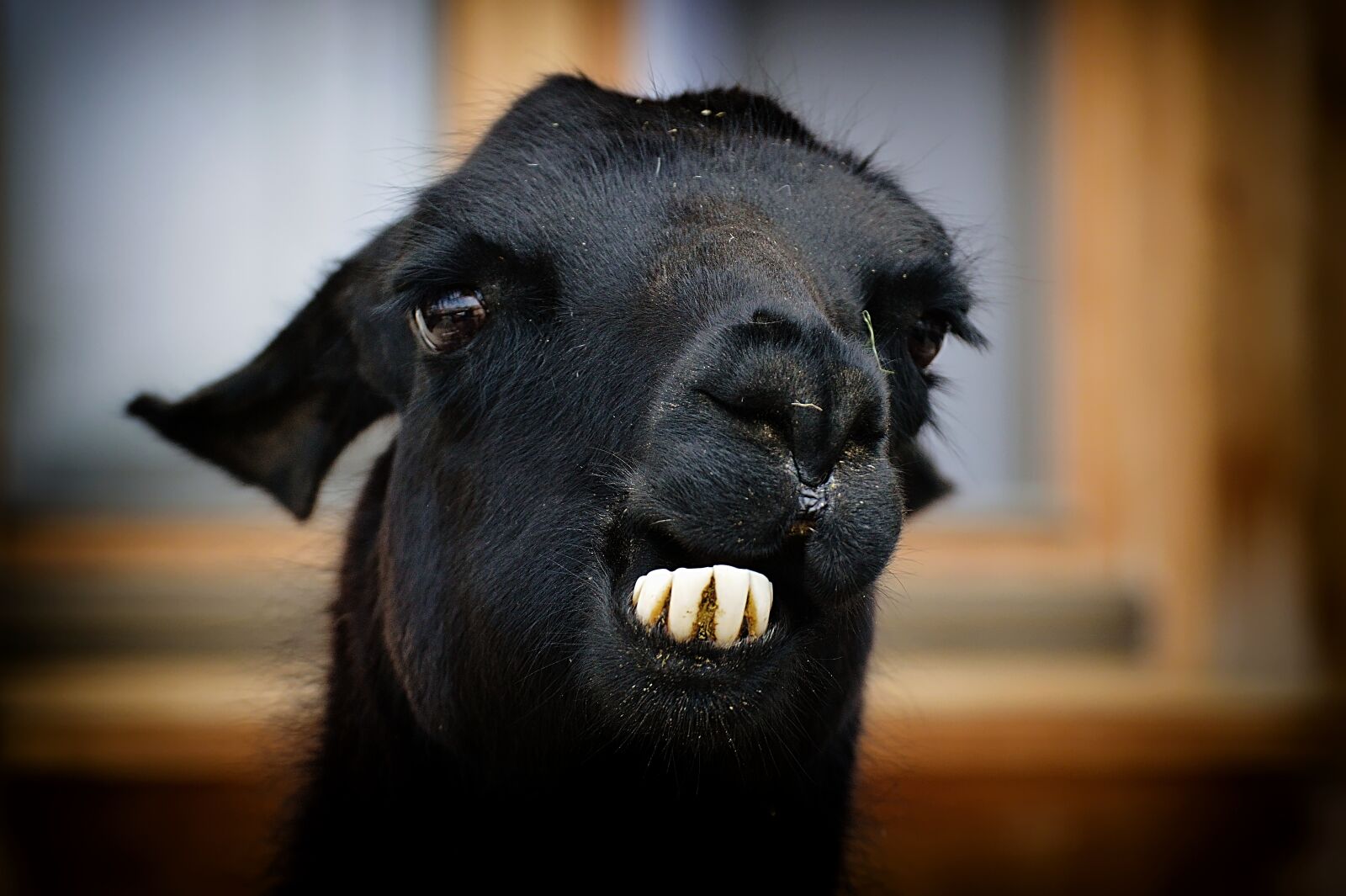 Nikon D3200 sample photo. Lama, black, animals photography