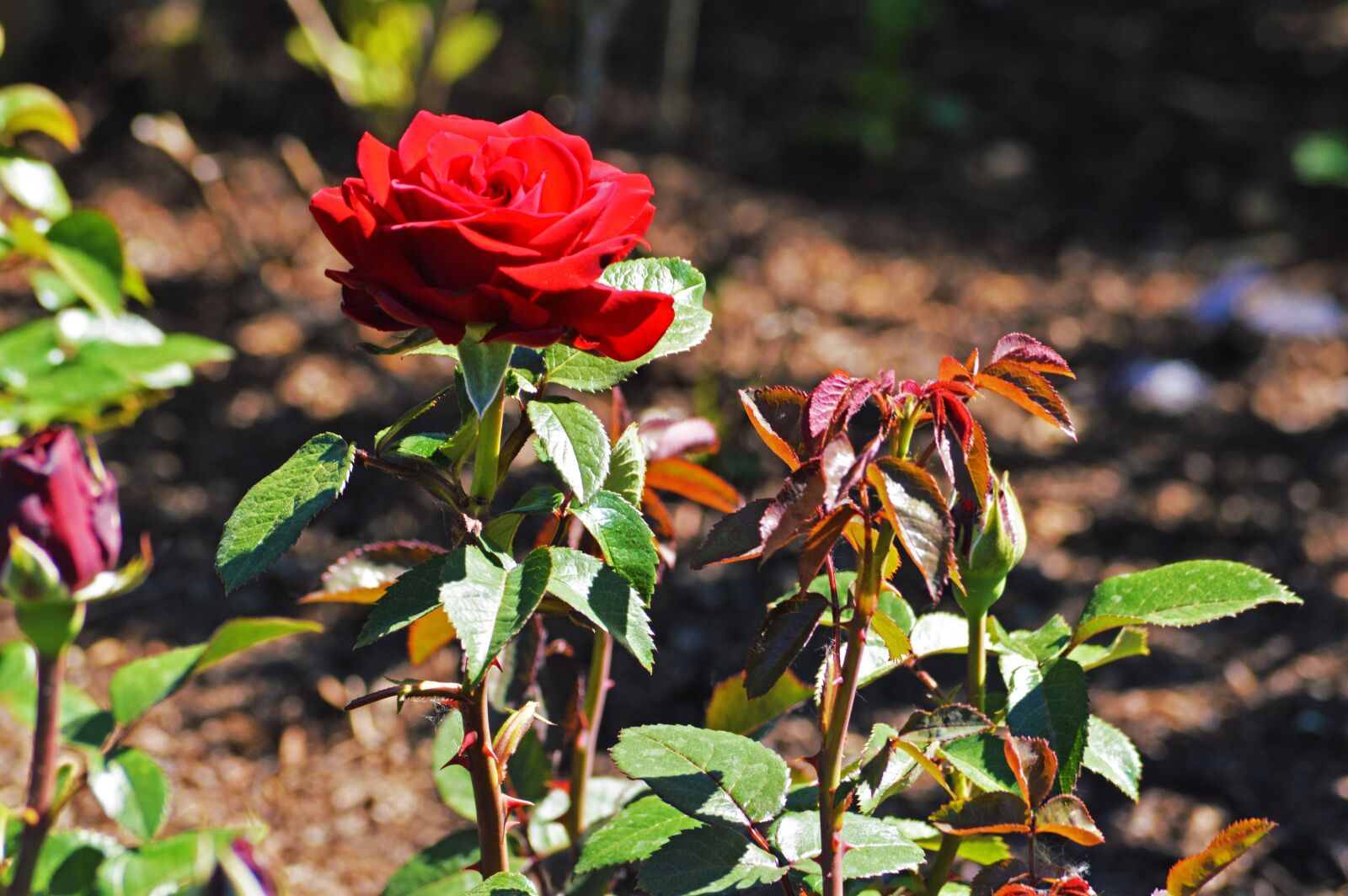 Nikon D3200 sample photo. Red rose, chicago botanic photography