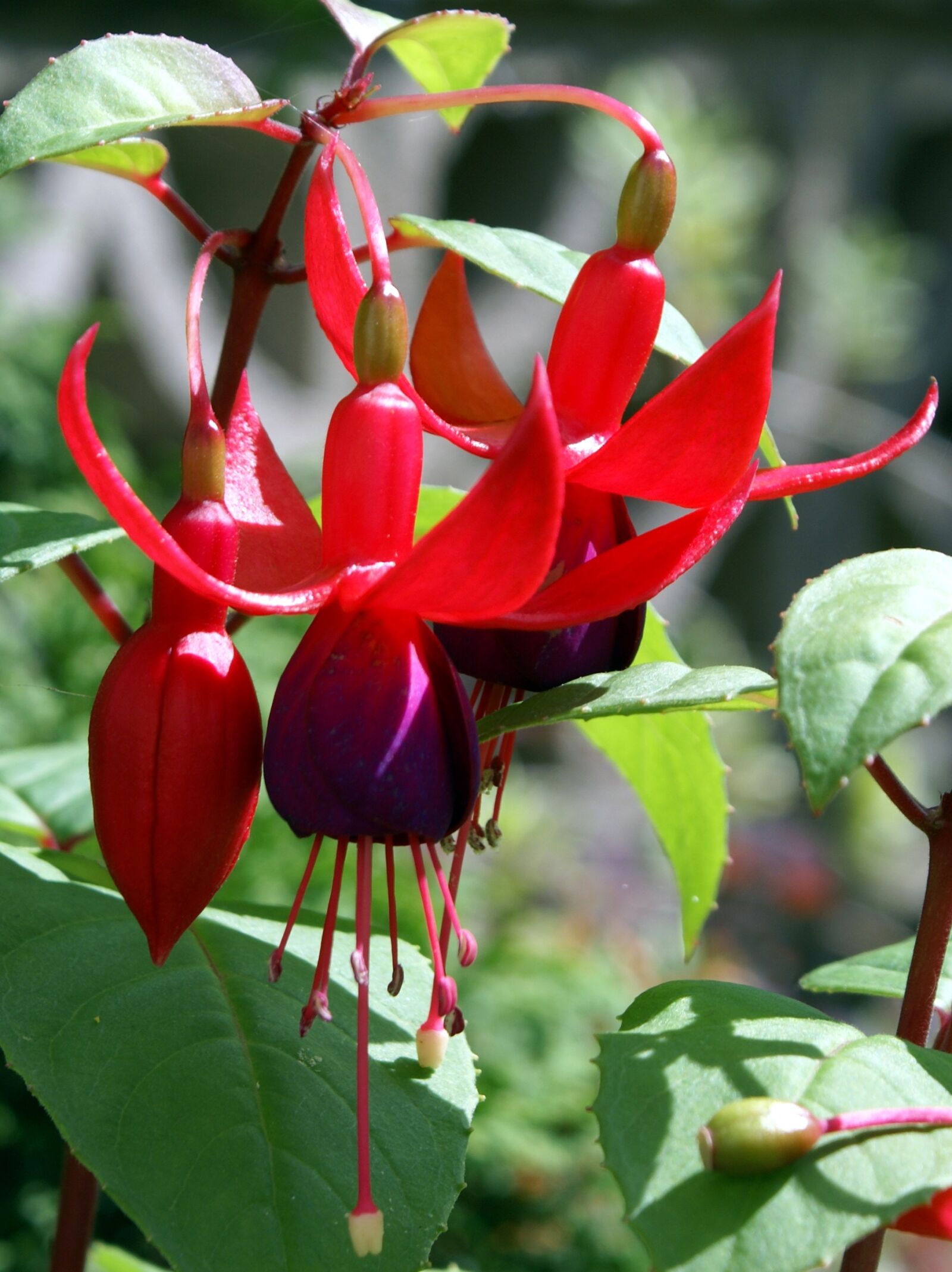 Sony Alpha DSLR-A100 sample photo. Fuschia, red, flower photography