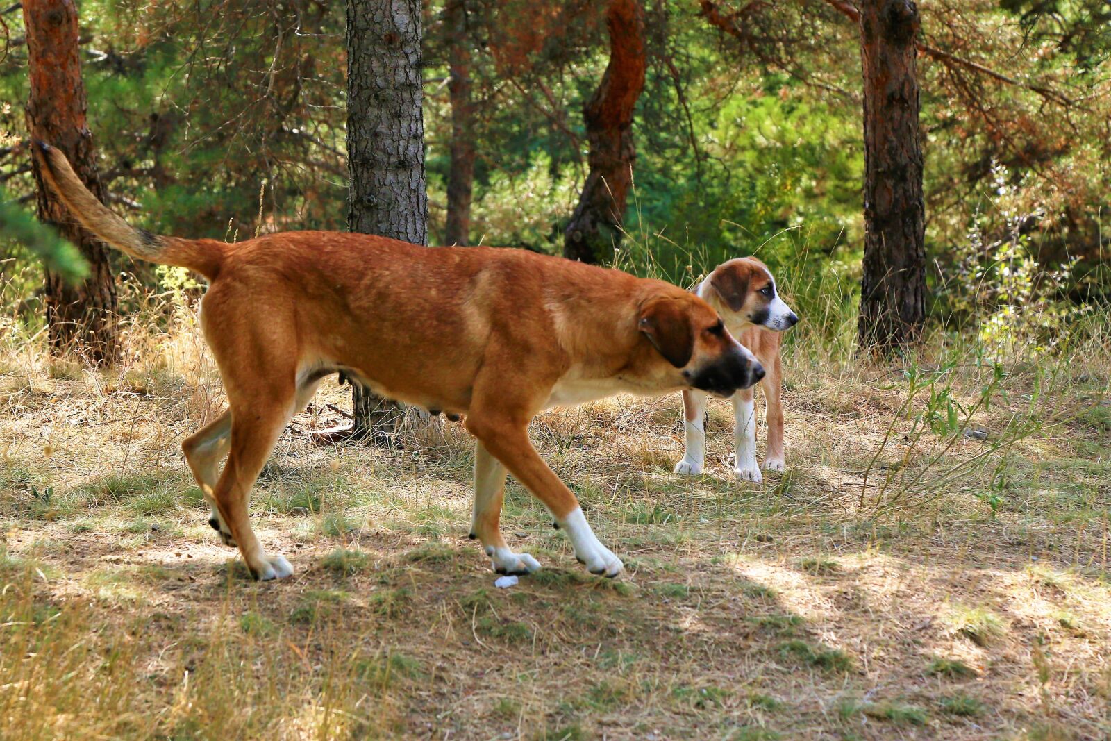 Canon EF 24-105mm F4L IS USM sample photo. Dog, animal, nature photography