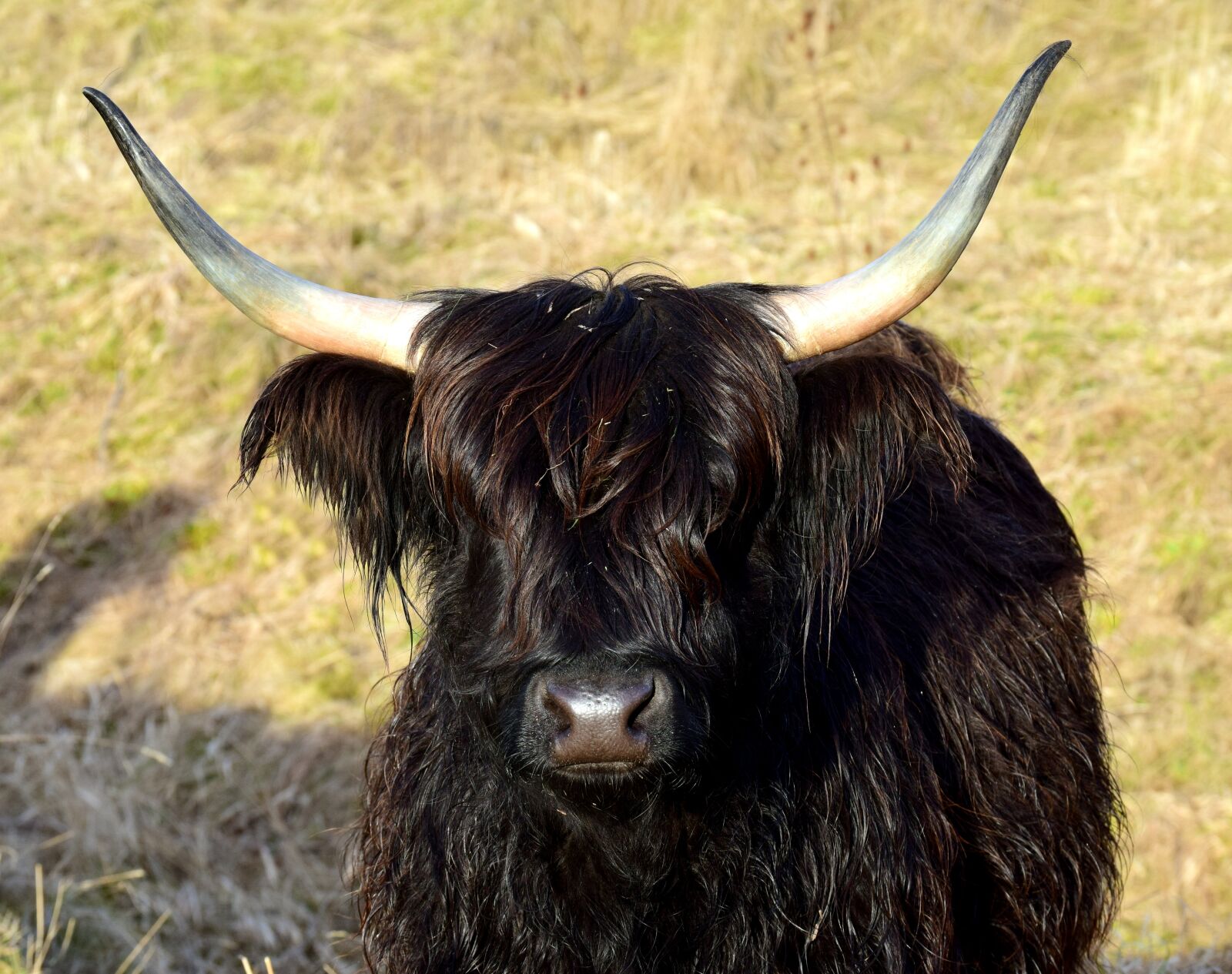 Nikon D3300 sample photo. Highland beef, scottish, galloway photography