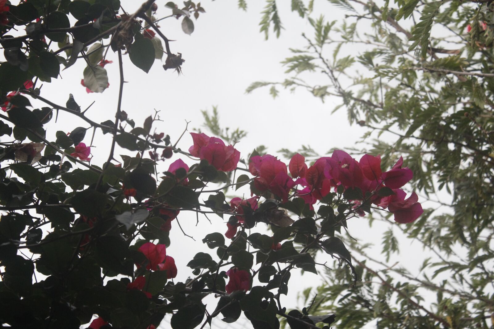 Canon EOS 600D (Rebel EOS T3i / EOS Kiss X5) sample photo. Flower, beauty, green photography