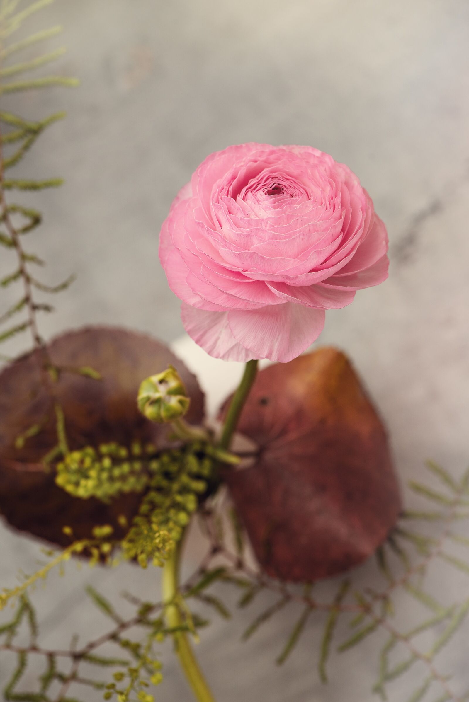 Nikon D750 sample photo. Ranunculus, flower, blossom photography