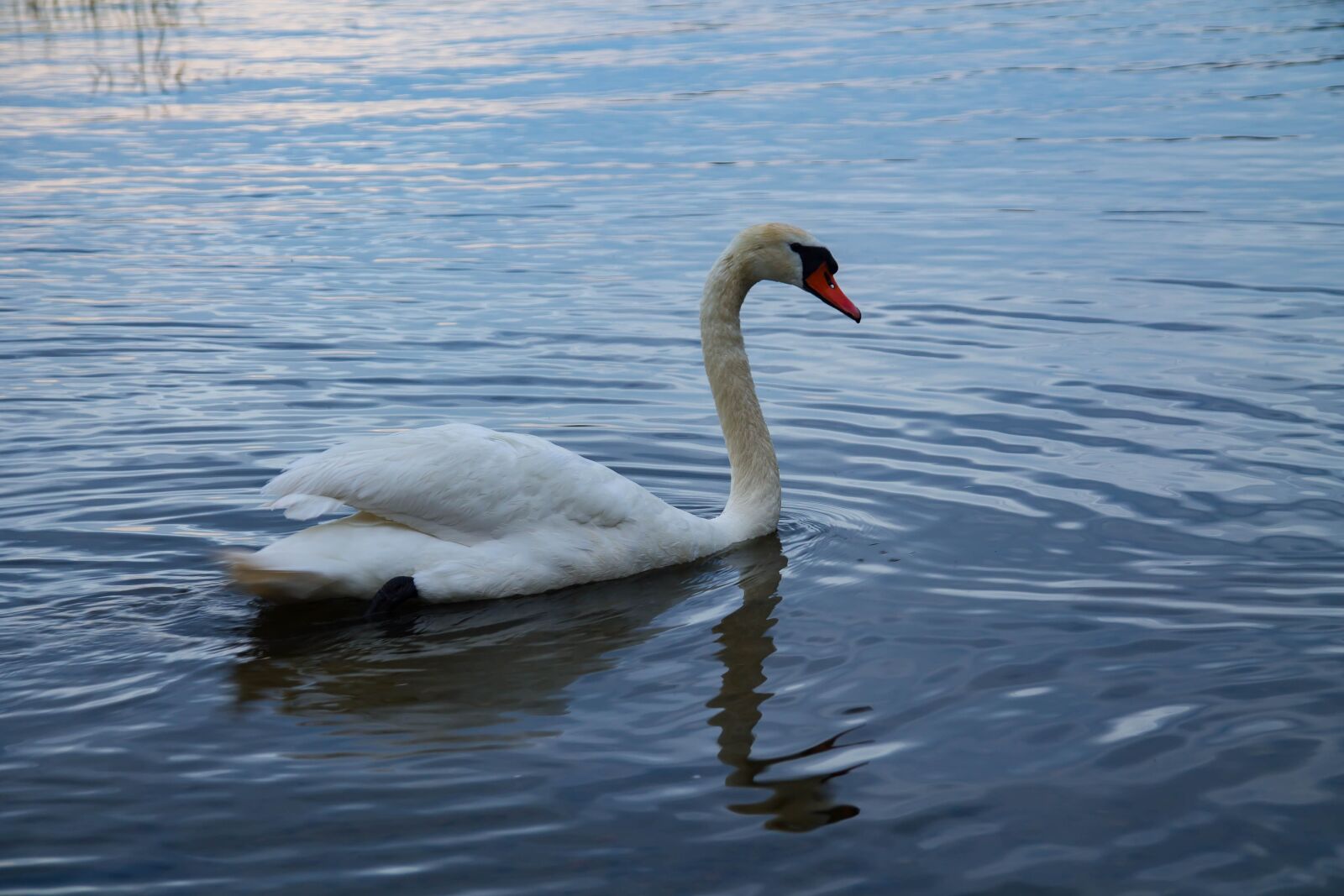 Canon EOS 1100D (EOS Rebel T3 / EOS Kiss X50) sample photo. Swan, evening, nature photography