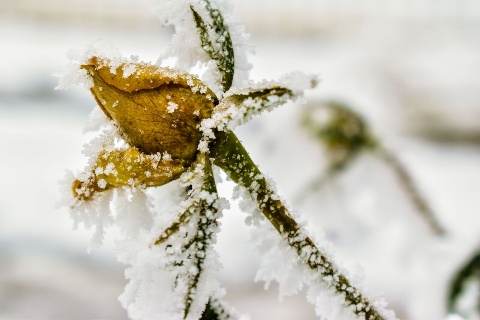 Nikon D5600 sample photo. Rose, frozen, winter photography
