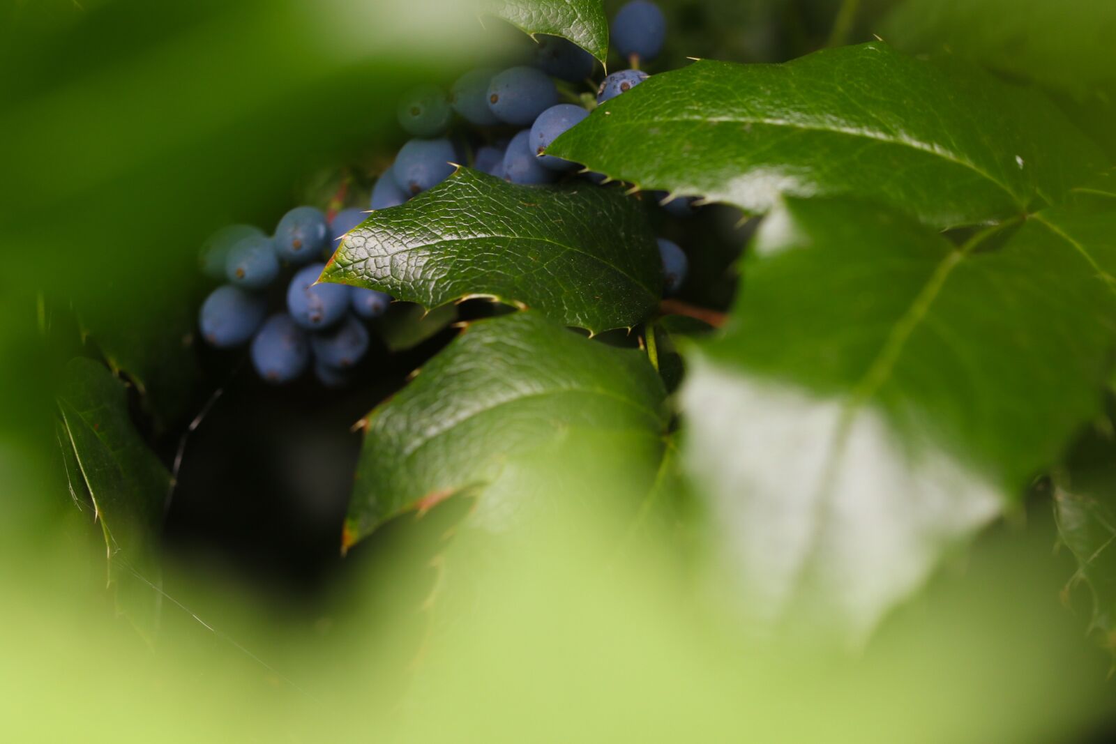 Canon EOS 7D Mark II sample photo. Berry, blue, nature photography