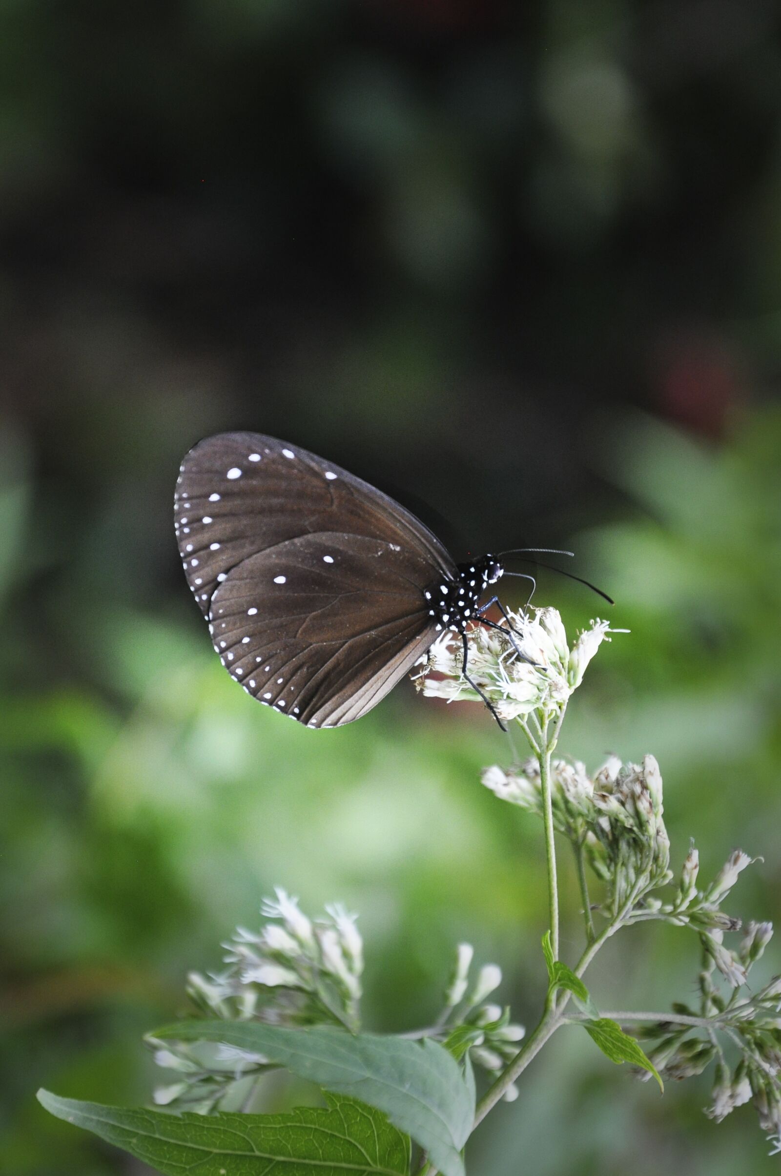 Nikon D5000 sample photo. Butterfly, valley of the photography