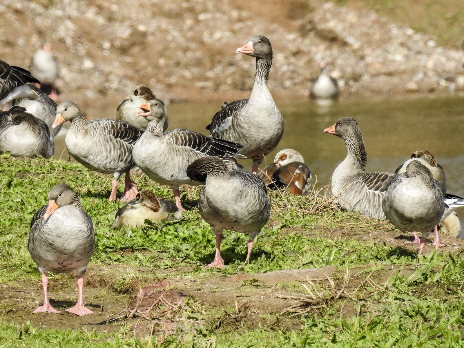 Nikon Coolpix P900 sample photo. Goose, water bird, bird photography