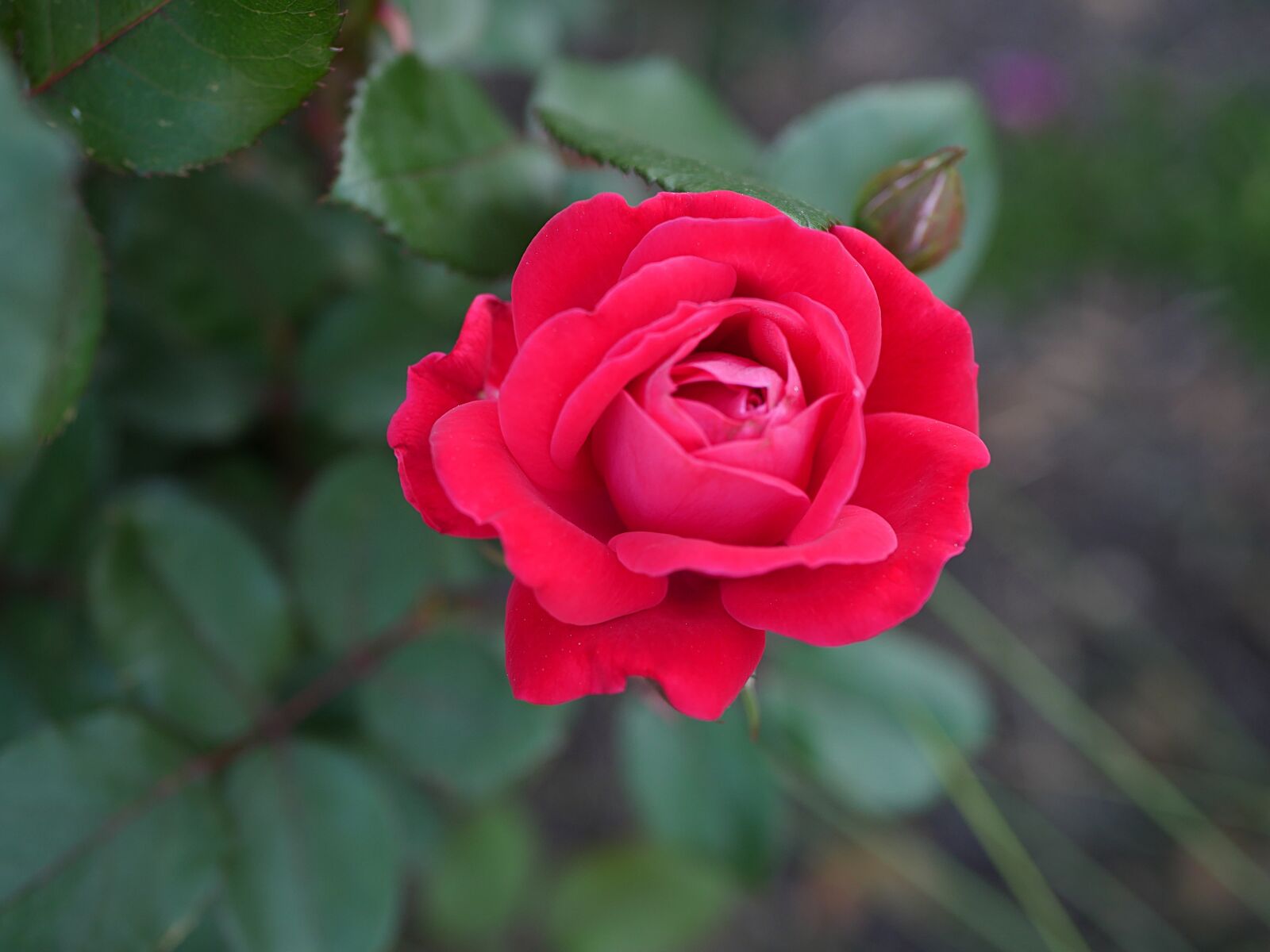 Panasonic Lumix DMC-GX8 sample photo. Red, rose, flower photography