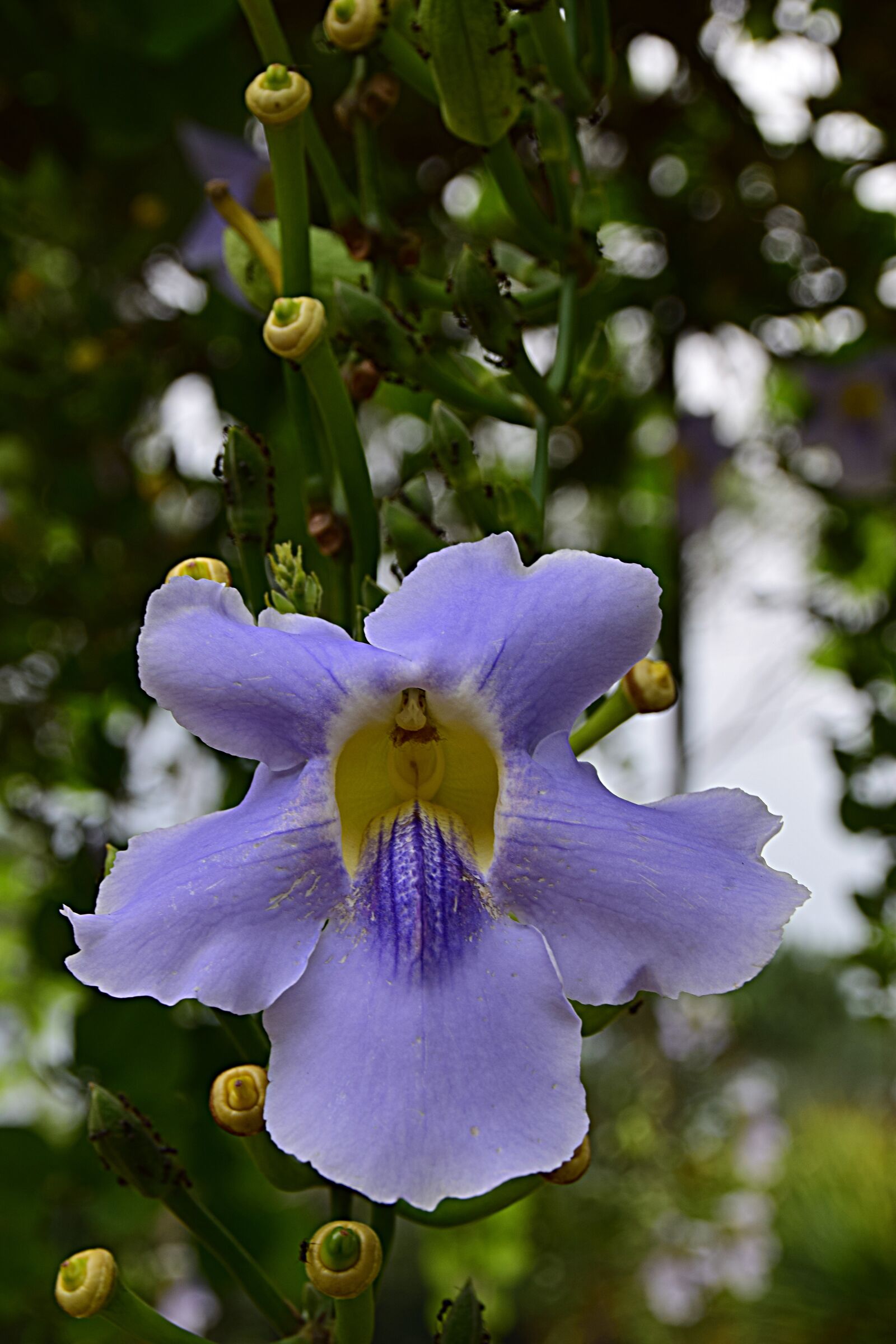 Nikon D5300 sample photo. Flower, blossom, bloom photography