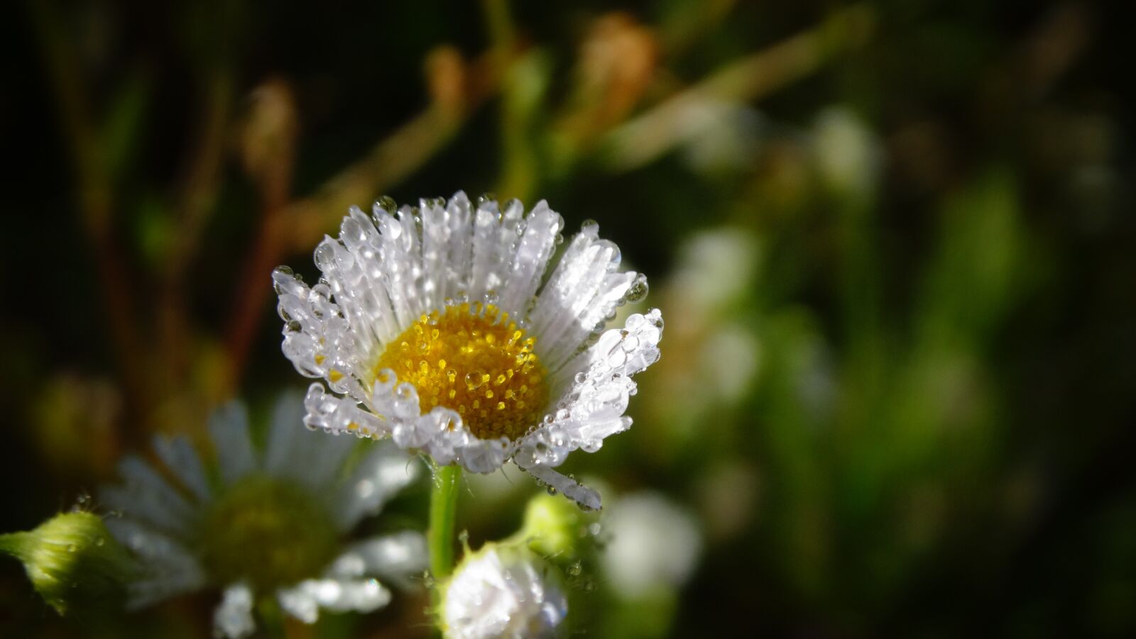 Sony Cyber-shot DSC-HX300 sample photo. Flower, daisy, beautiful photography