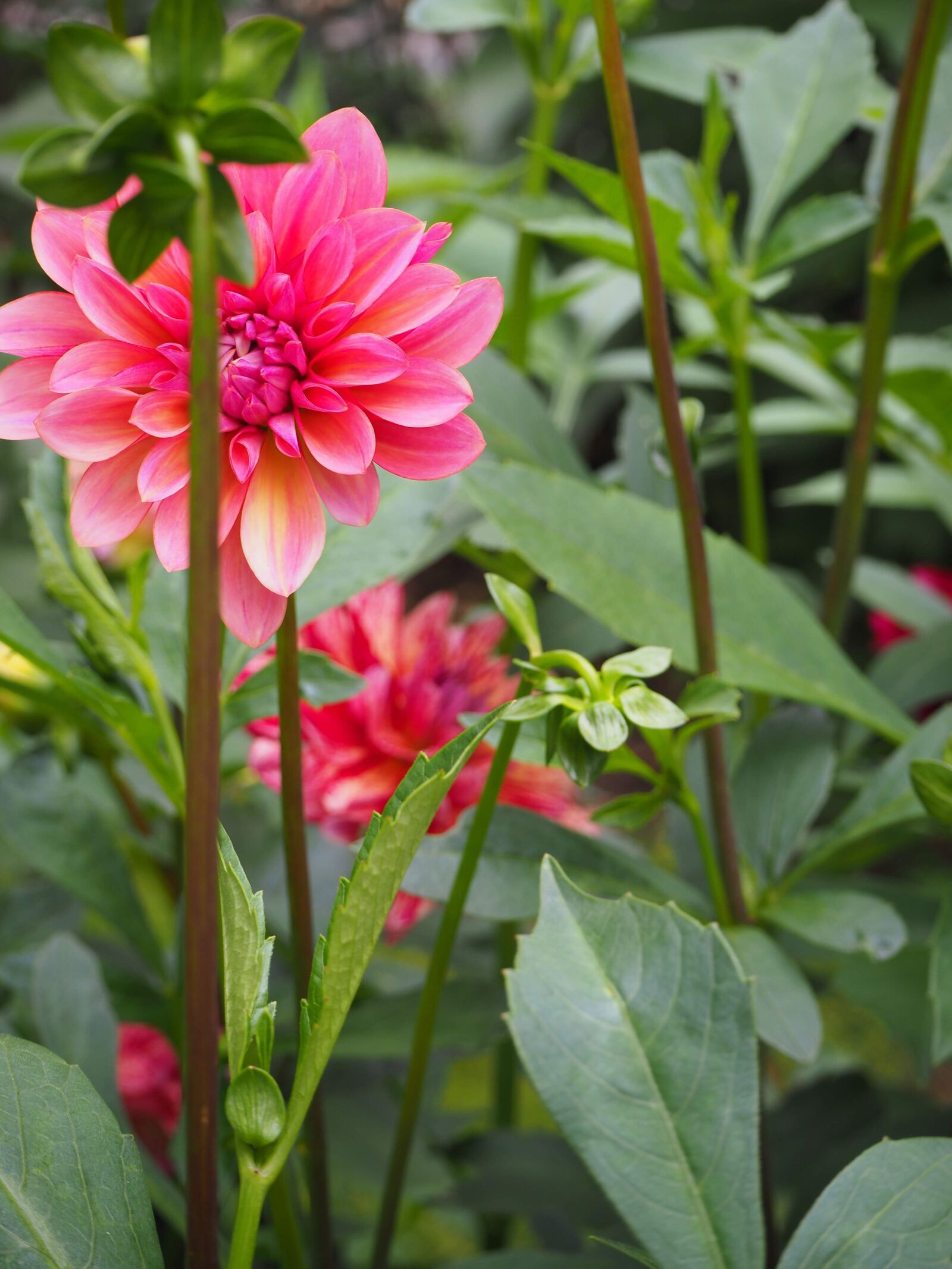 Olympus OM-D E-M10 II sample photo. Flower, flower power, garden photography