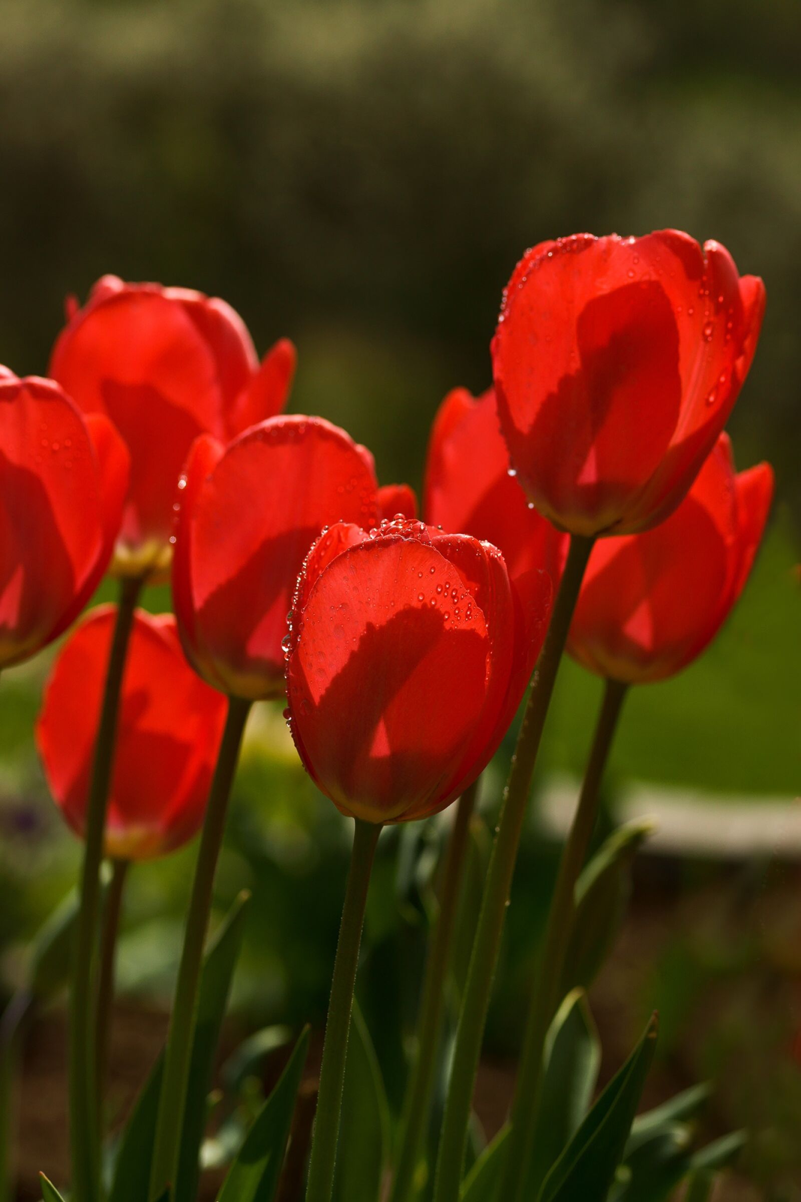 Sony SLT-A77 sample photo. Tulips, spring, flower photography