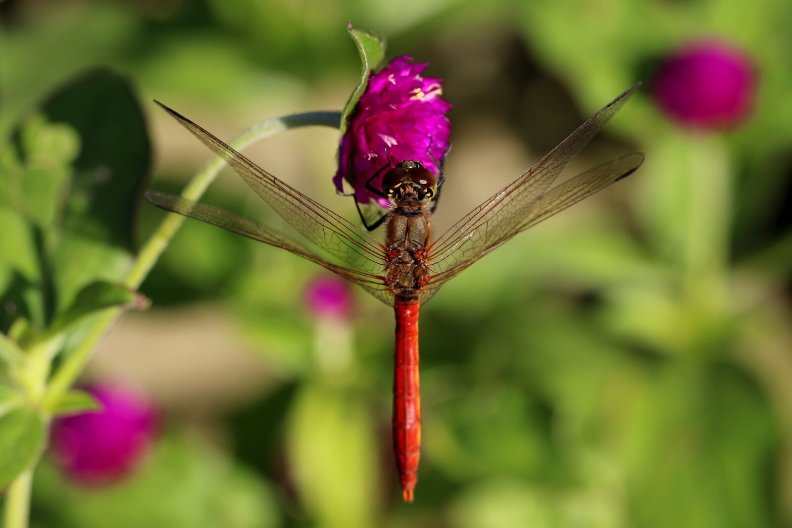 Canon EOS 7D Mark II + Canon EF 100mm F2.8L Macro IS USM sample photo. Dragonfly, insects, wing photography