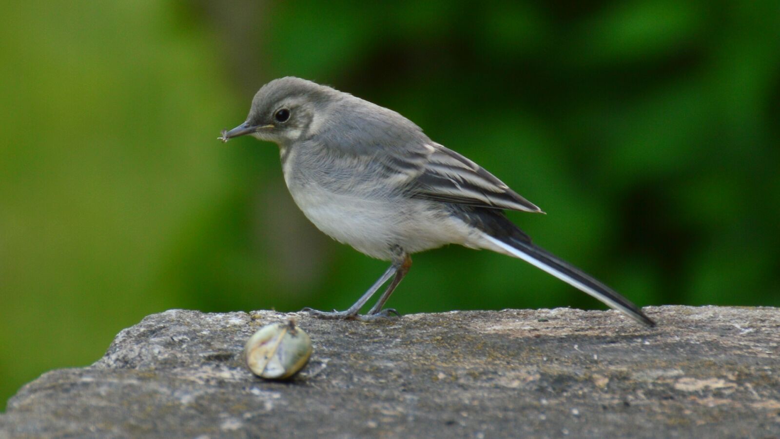 Nikon D3200 sample photo. Grey wagtail, snail, meeting photography