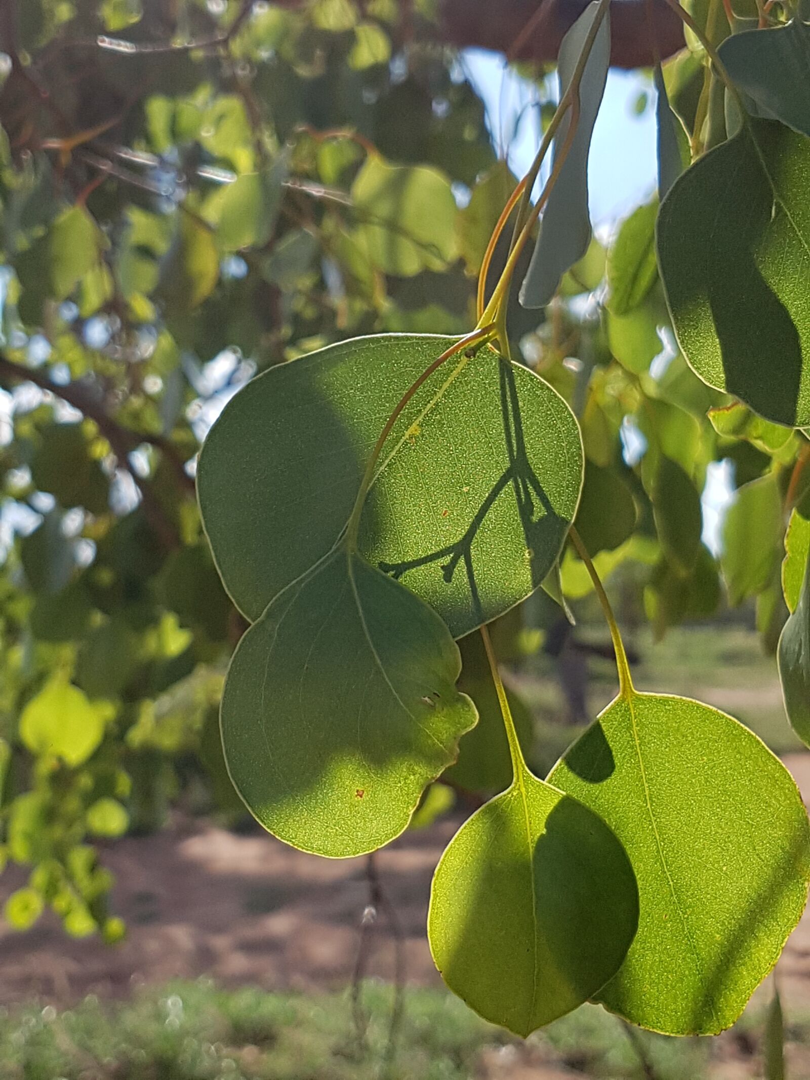 Samsung Galaxy S7 Edge sample photo. Sunshine, shadow, gum leaves photography