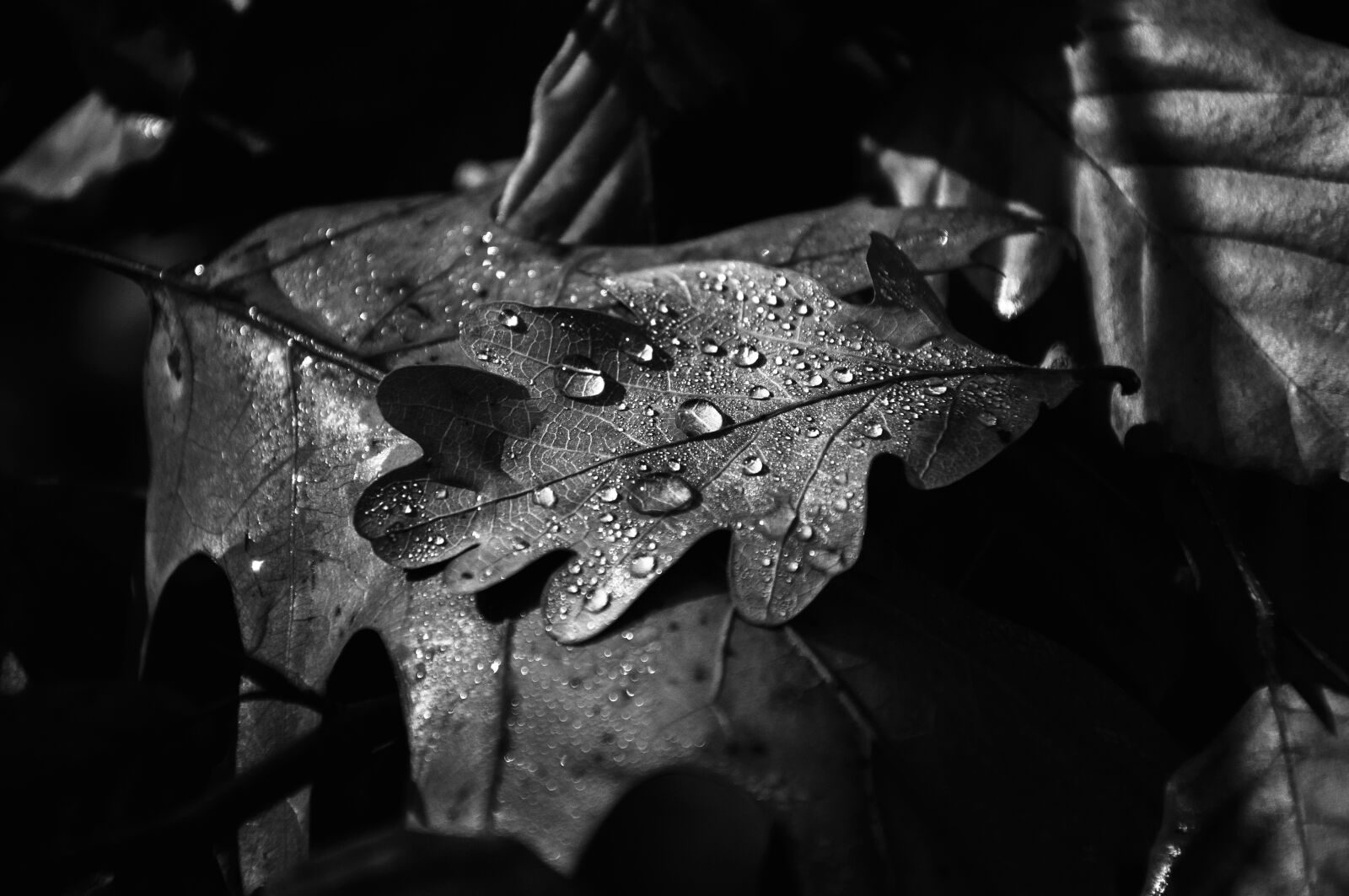 Nikon D90 sample photo. Autumn, leaf, forest photography