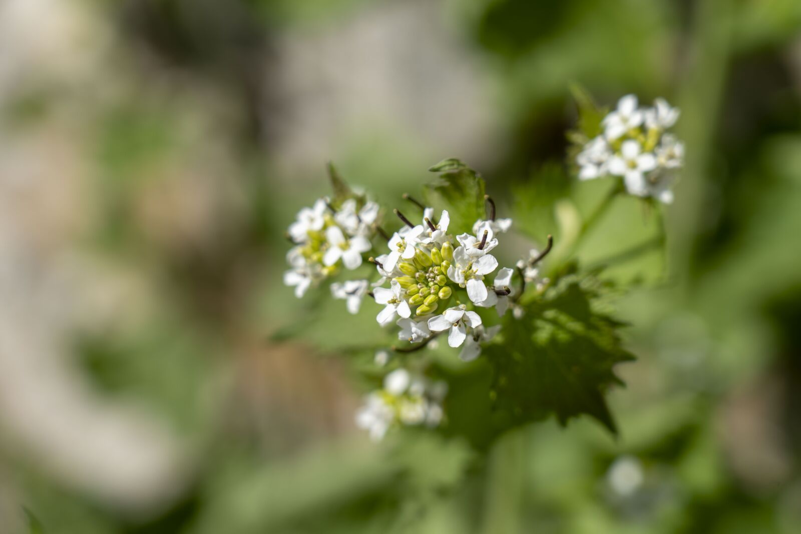 Sony FE 24-105mm F4 G OSS sample photo. Plant, nature, detail photography