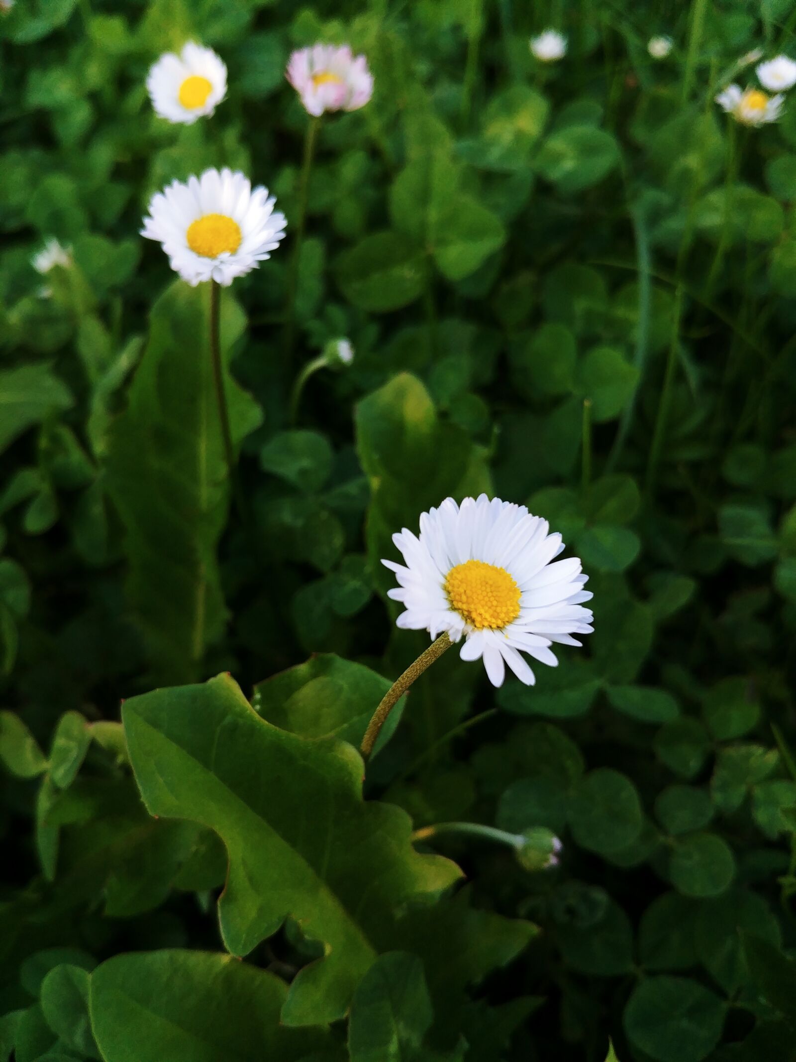 LG G6 sample photo. Daisies, clover, grass photography
