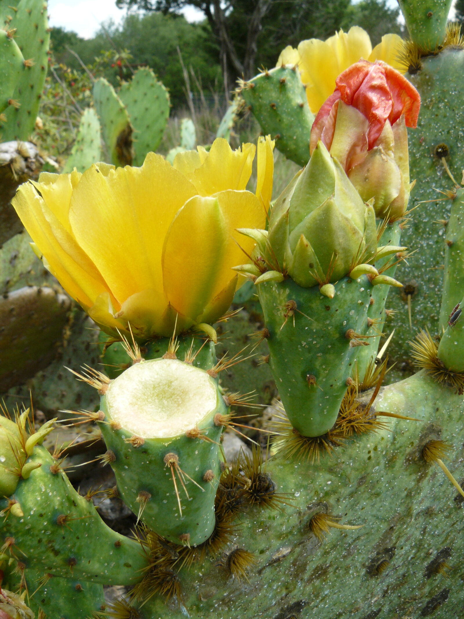 Panasonic DMC-FZ8 sample photo. Bloom, cactus, cactus, bloom photography