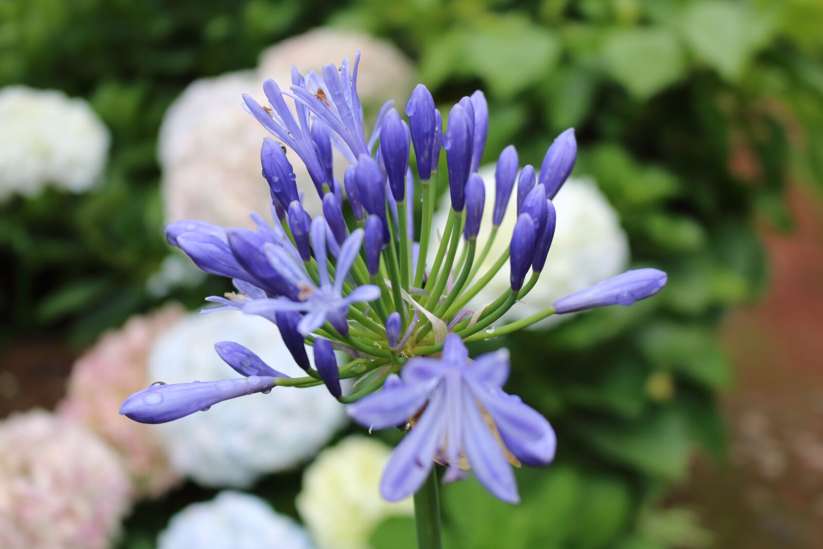 Canon EOS 750D (EOS Rebel T6i / EOS Kiss X8i) sample photo. Comanche, azores, s o photography