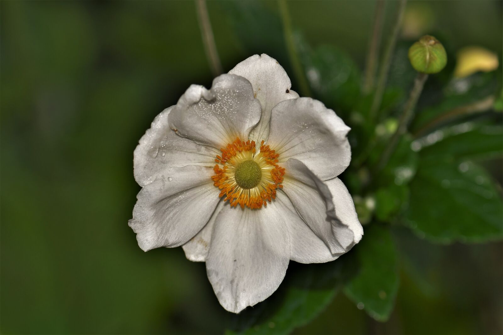 Nikon D5500 sample photo. Flower, blossom, bloom photography