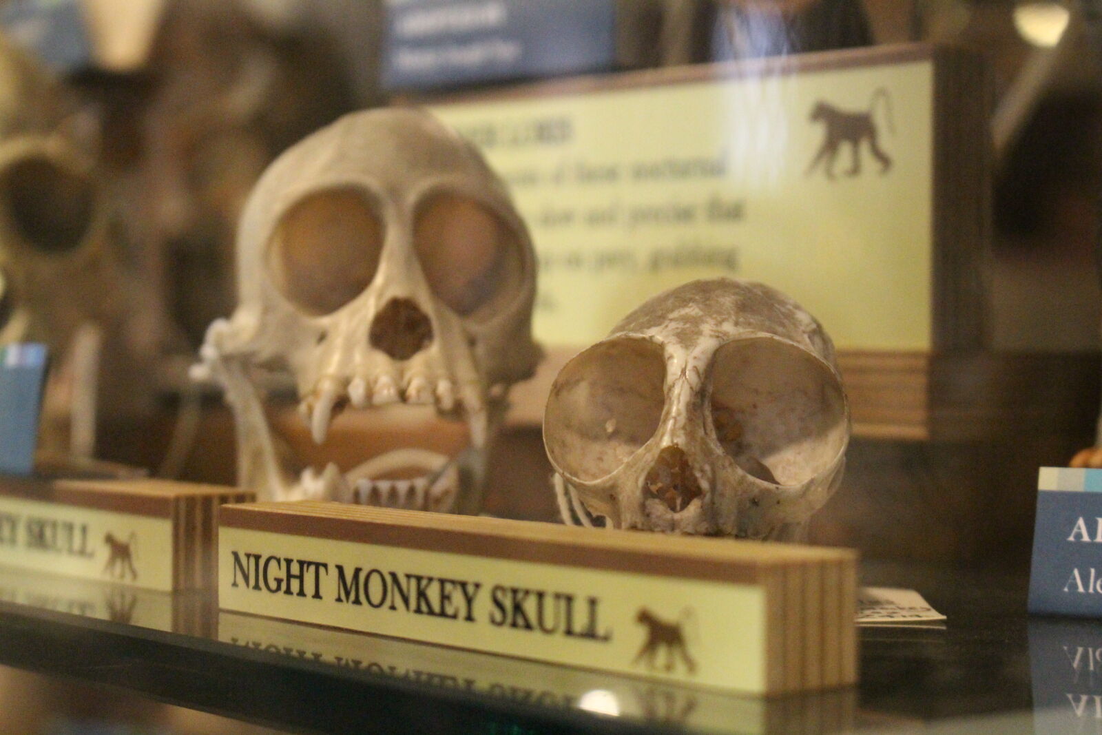 Canon EOS 100D (EOS Rebel SL1 / EOS Kiss X7) sample photo. Animal, skull, display, monkey photography