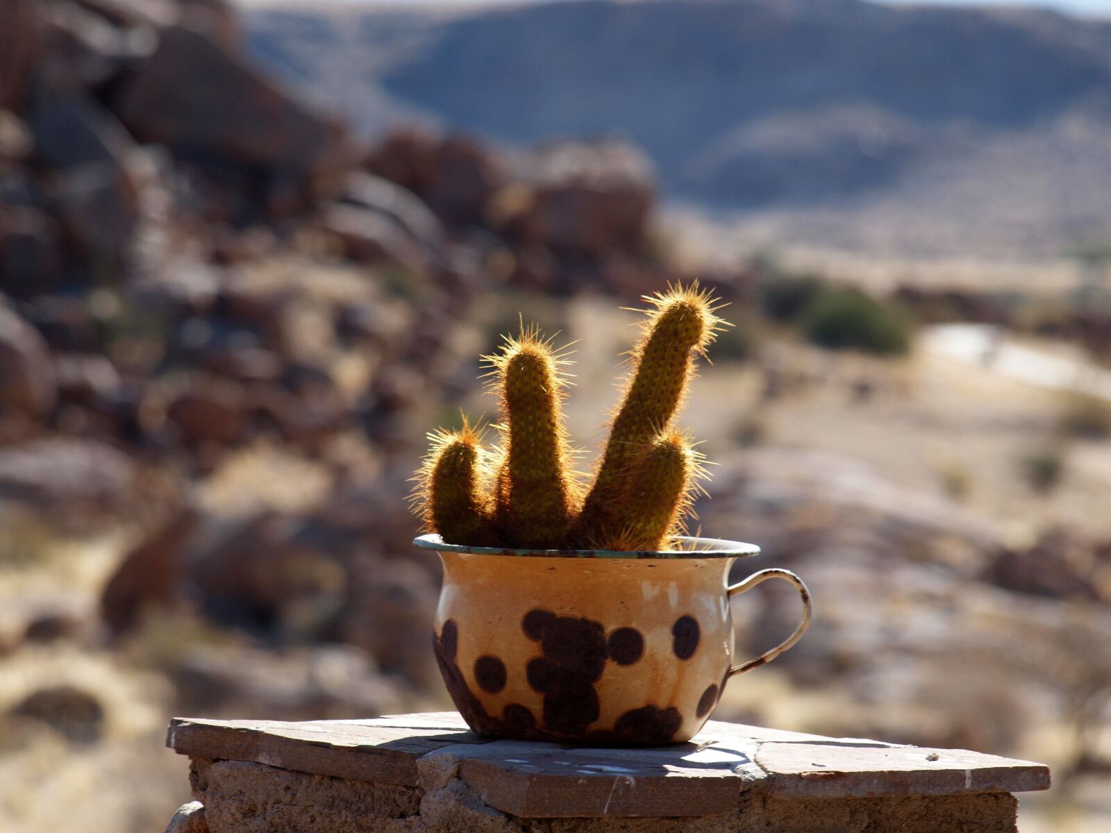Olympus E-620 (EVOLT E-620) sample photo. Cactus, vase, namibia photography