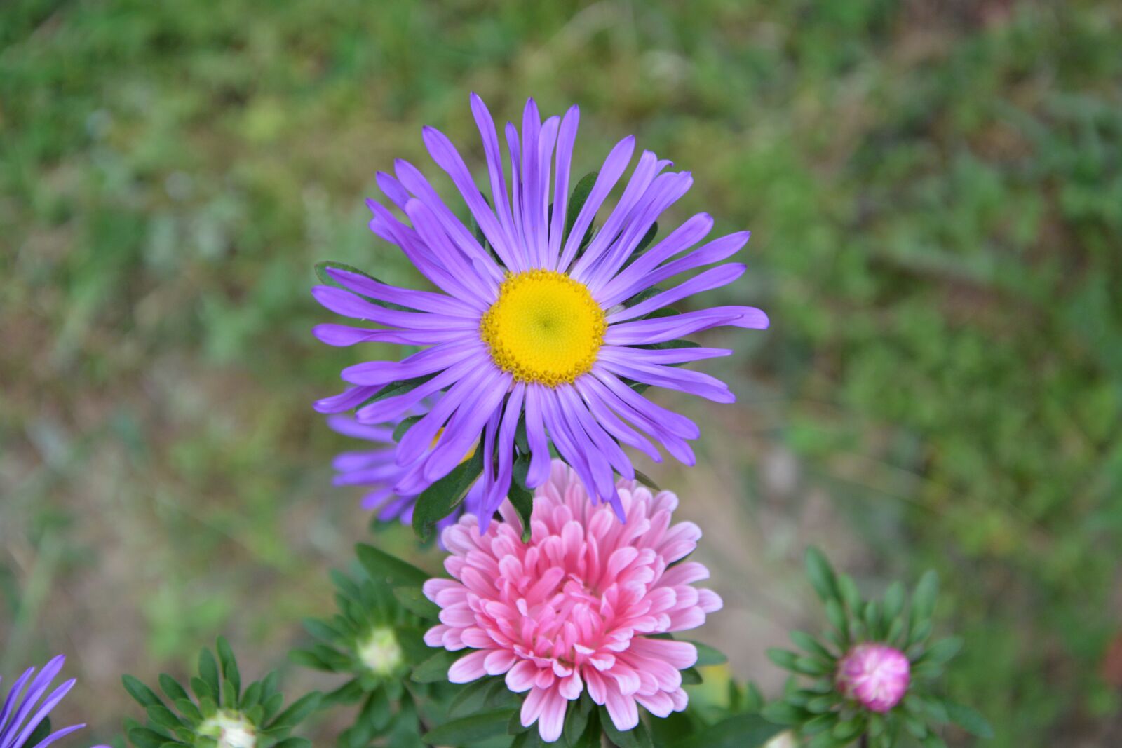 Nikon D5200 sample photo. Flower, mauve pink, petals photography