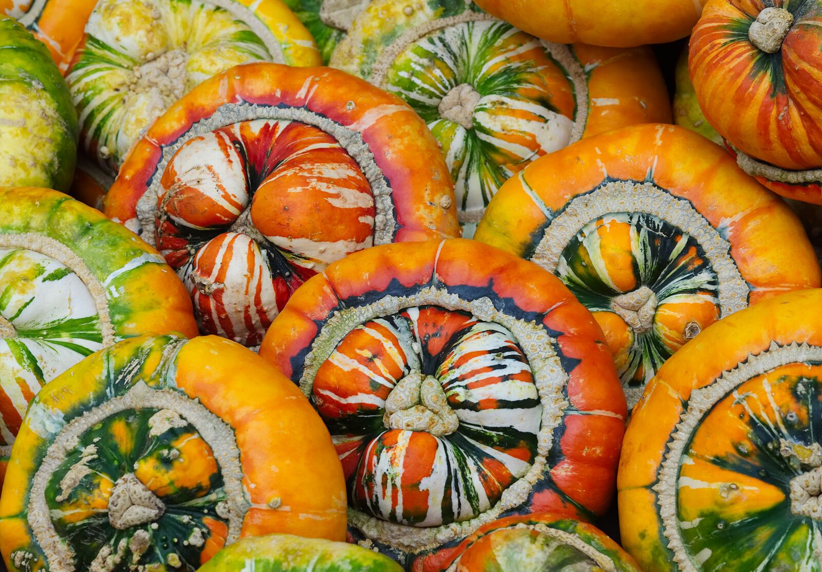Olympus M.Zuiko Digital ED 75mm F1.8 sample photo. Squash, turks turban, turks photography