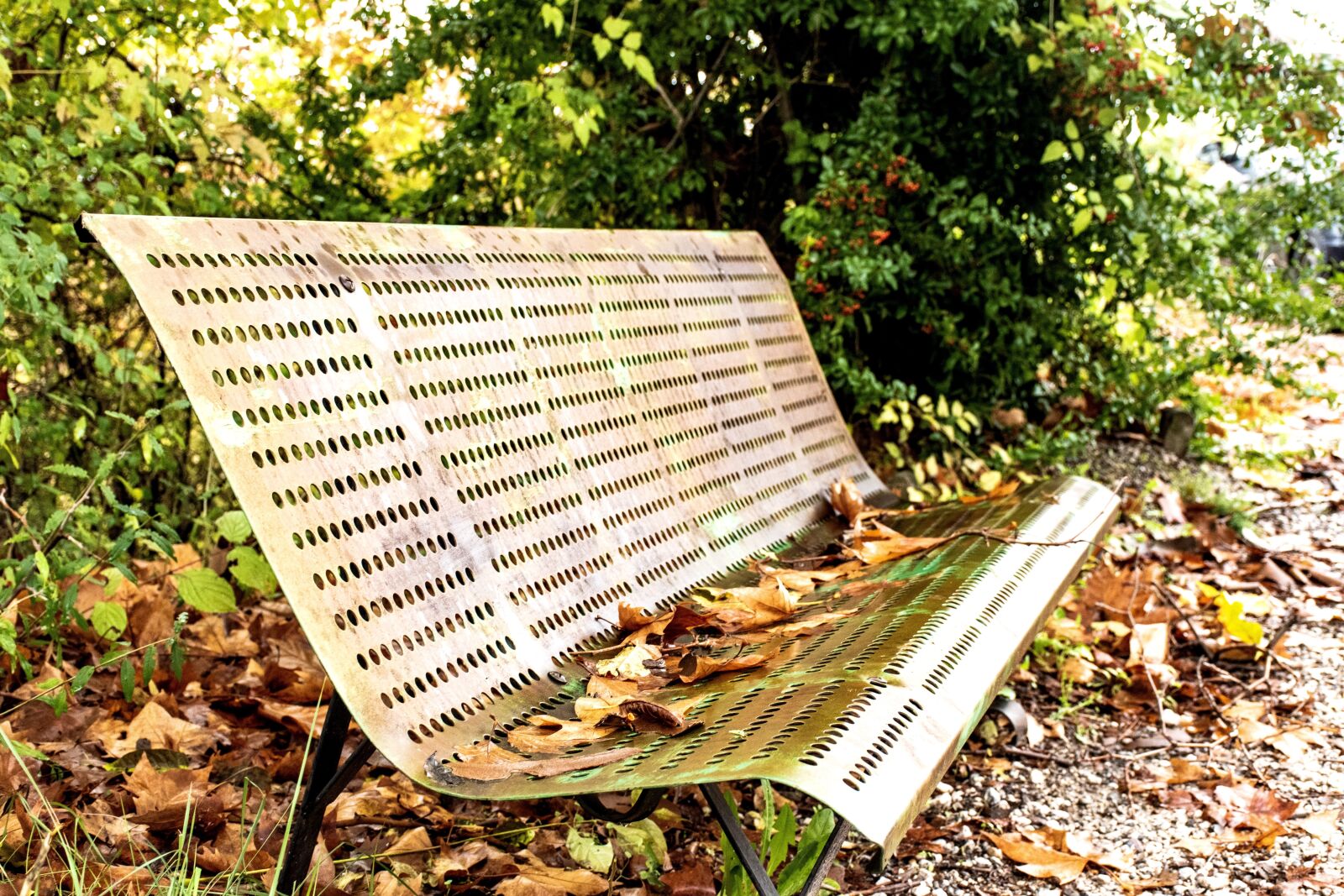 Nikon D5600 sample photo. Fallen leaves, fall foliage photography