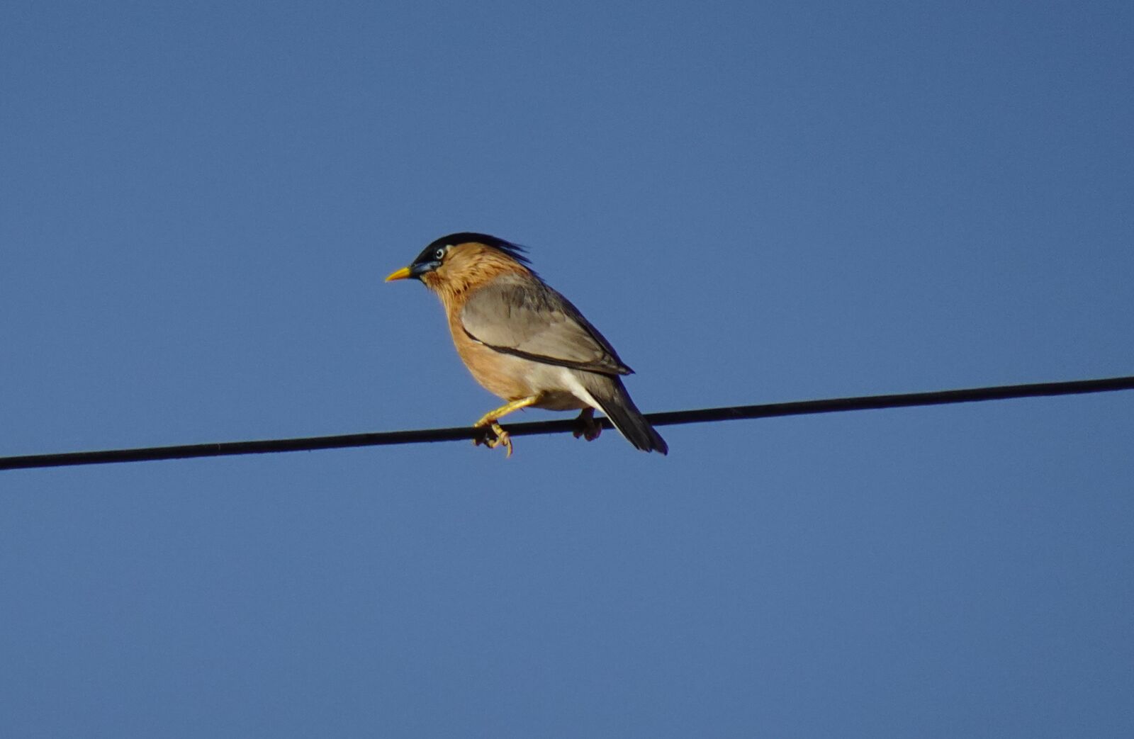 Sony DSC-WX800 sample photo. Bird, myna, mynah photography