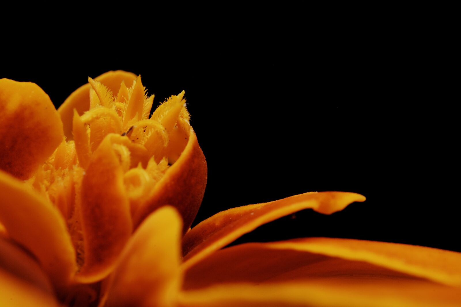 Canon EOS 750D (EOS Rebel T6i / EOS Kiss X8i) sample photo. Flower, petal, stem photography