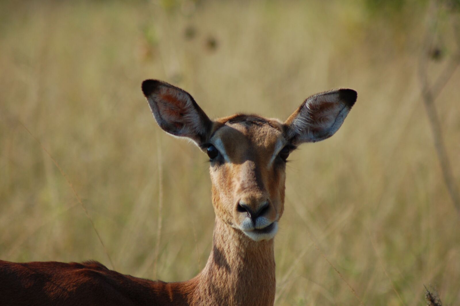 Nikon D50 sample photo. Africa, animals, impala photography