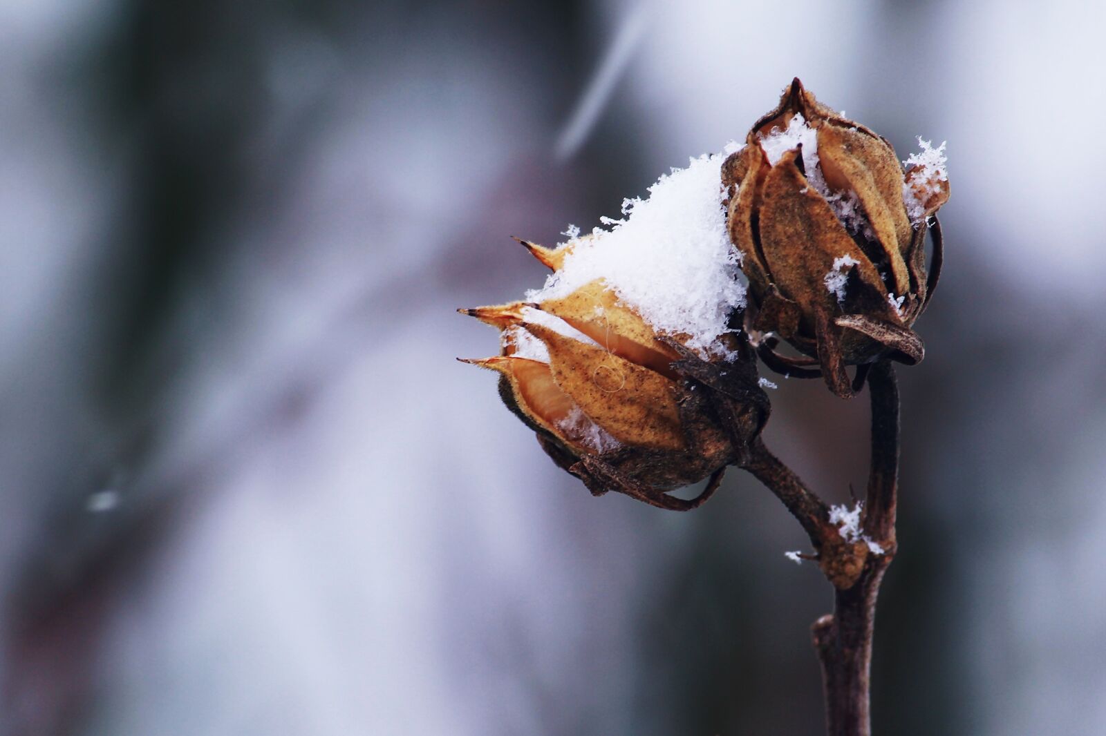 Canon EOS 1200D (EOS Rebel T5 / EOS Kiss X70 / EOS Hi) sample photo. Snow, winter, white photography