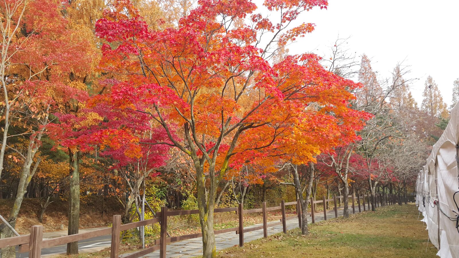 Samsung Galaxy Note4 sample photo. Gold mountain, autumn, autumn photography