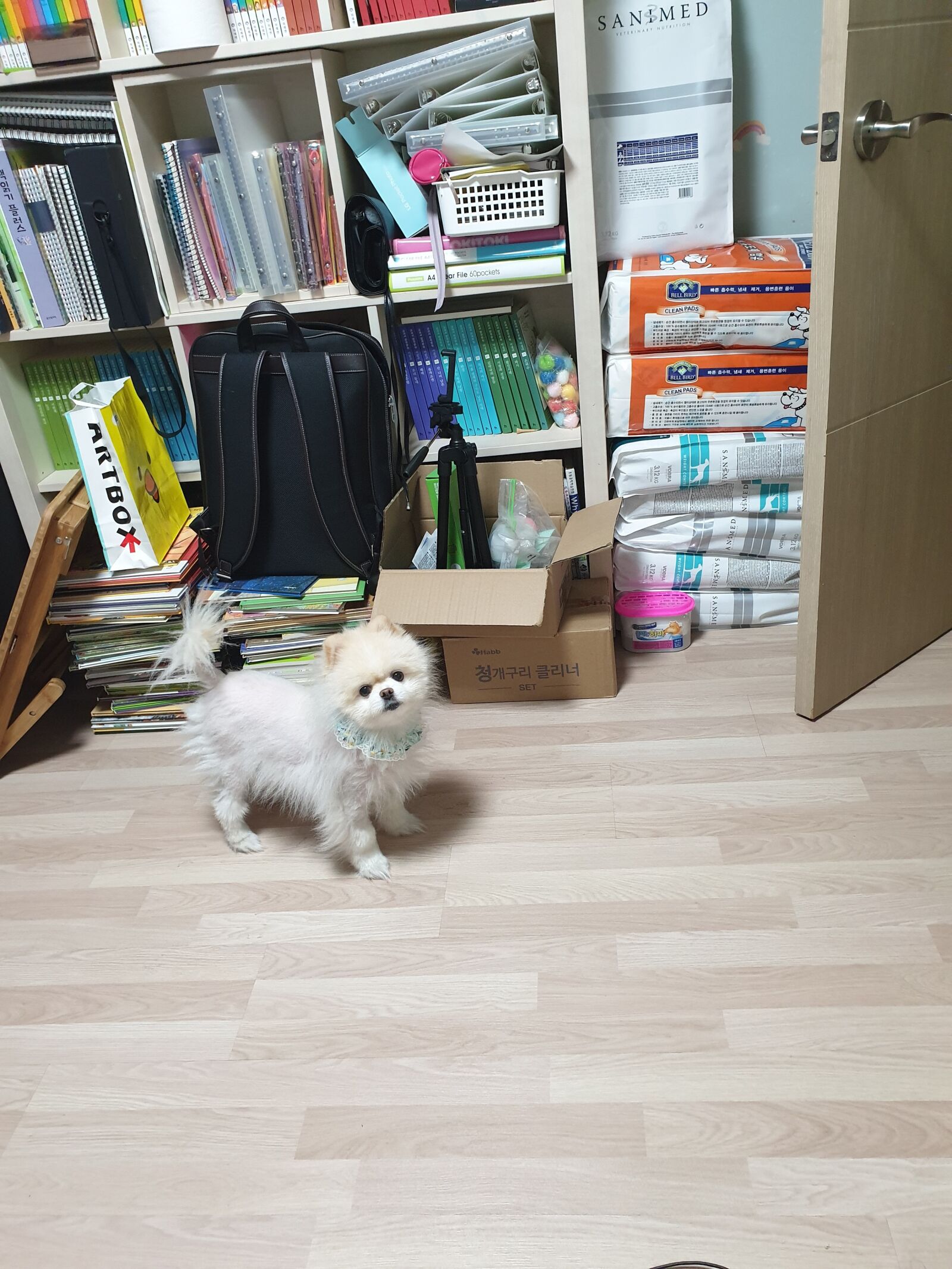 Samsung Galaxy S9+ sample photo. Puppy, companion, pomeranian photography