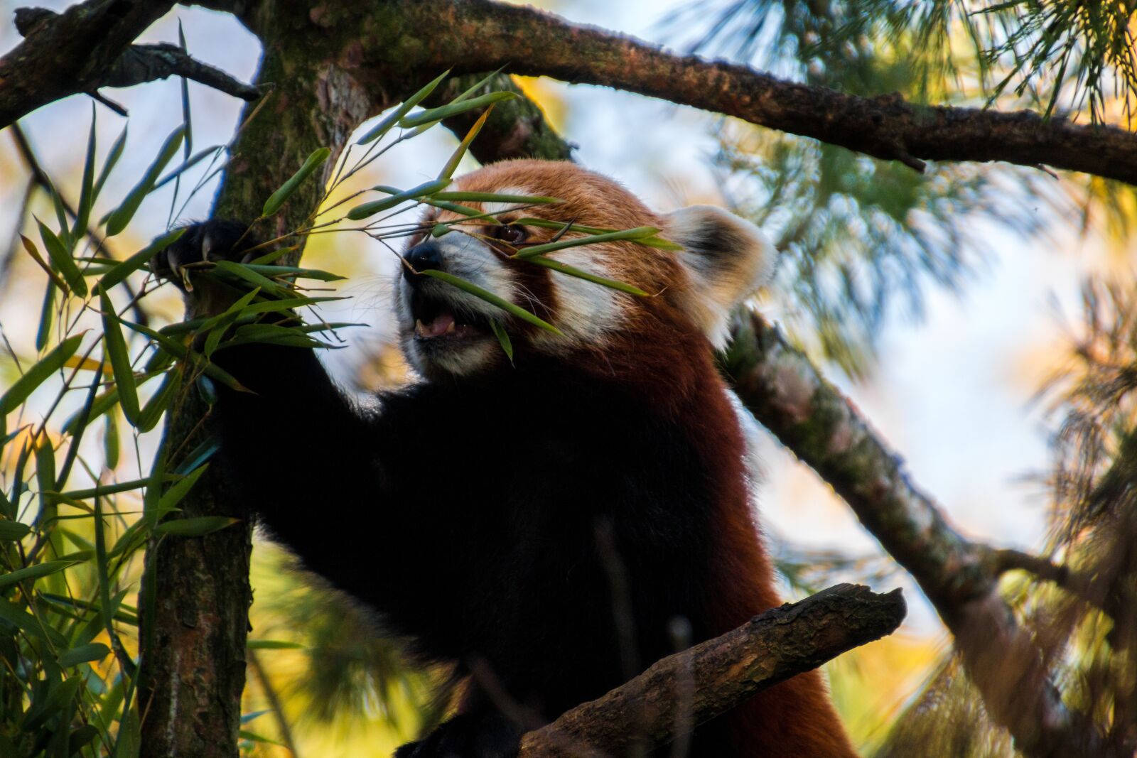 Canon EOS 70D sample photo. Red panda, panda, sweet photography