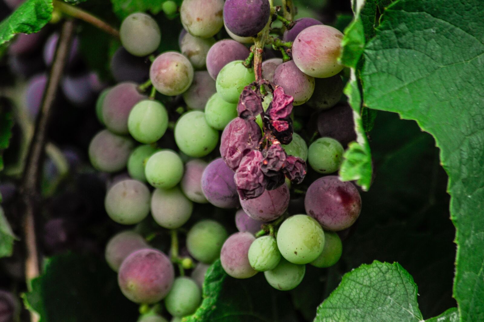 Nikon D90 sample photo. Grapes, green, fruit photography
