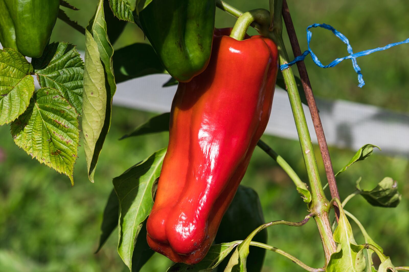 Canon EOS 77D (EOS 9000D / EOS 770D) sample photo. Paprika, plant, vegetables photography