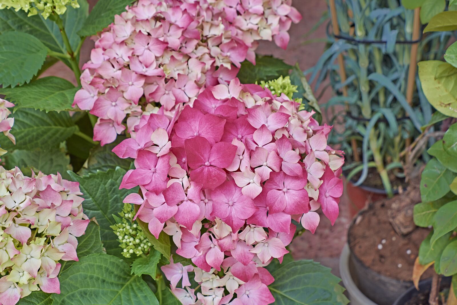 Nikon D7200 sample photo. Flower, garden, plant photography
