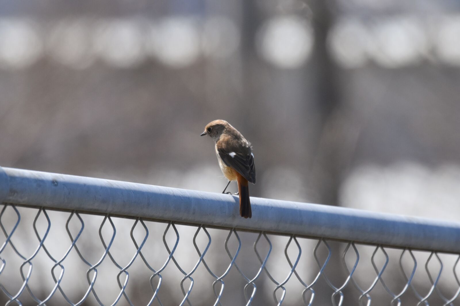 Nikon D7200 sample photo. Animal, bird, wild birds photography