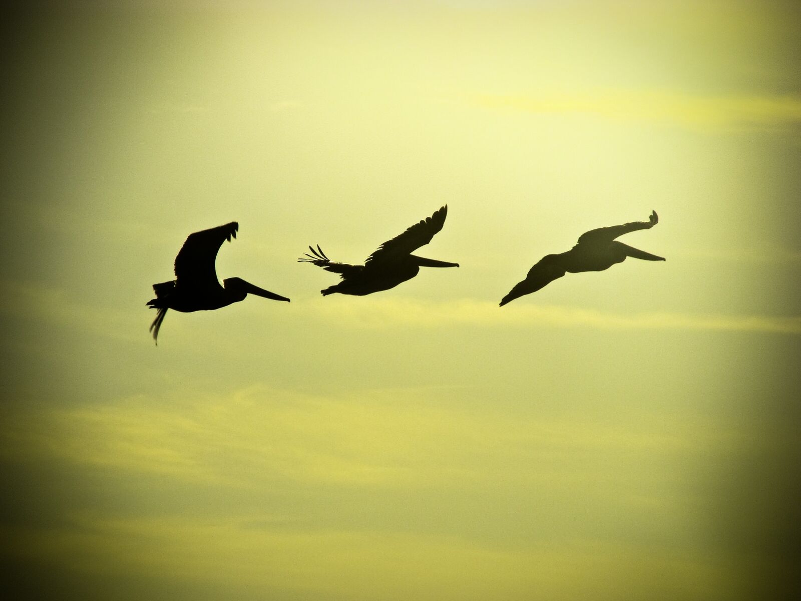 Sony Cyber-shot DSC-H10 sample photo. Flight, birds, sky photography