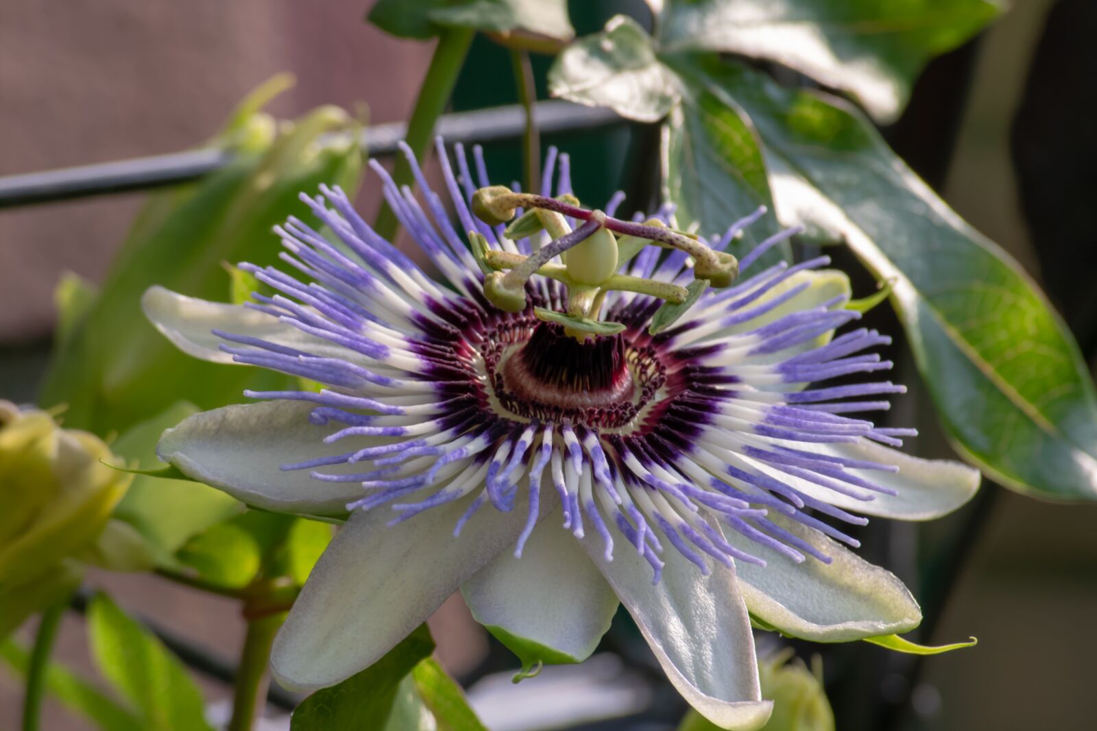 Nikon D3300 sample photo. Magic, flower, green photography