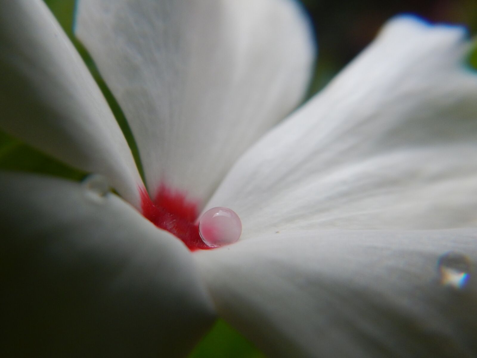 Nikon Coolpix AW110 sample photo. Flower, rocio, petal photography