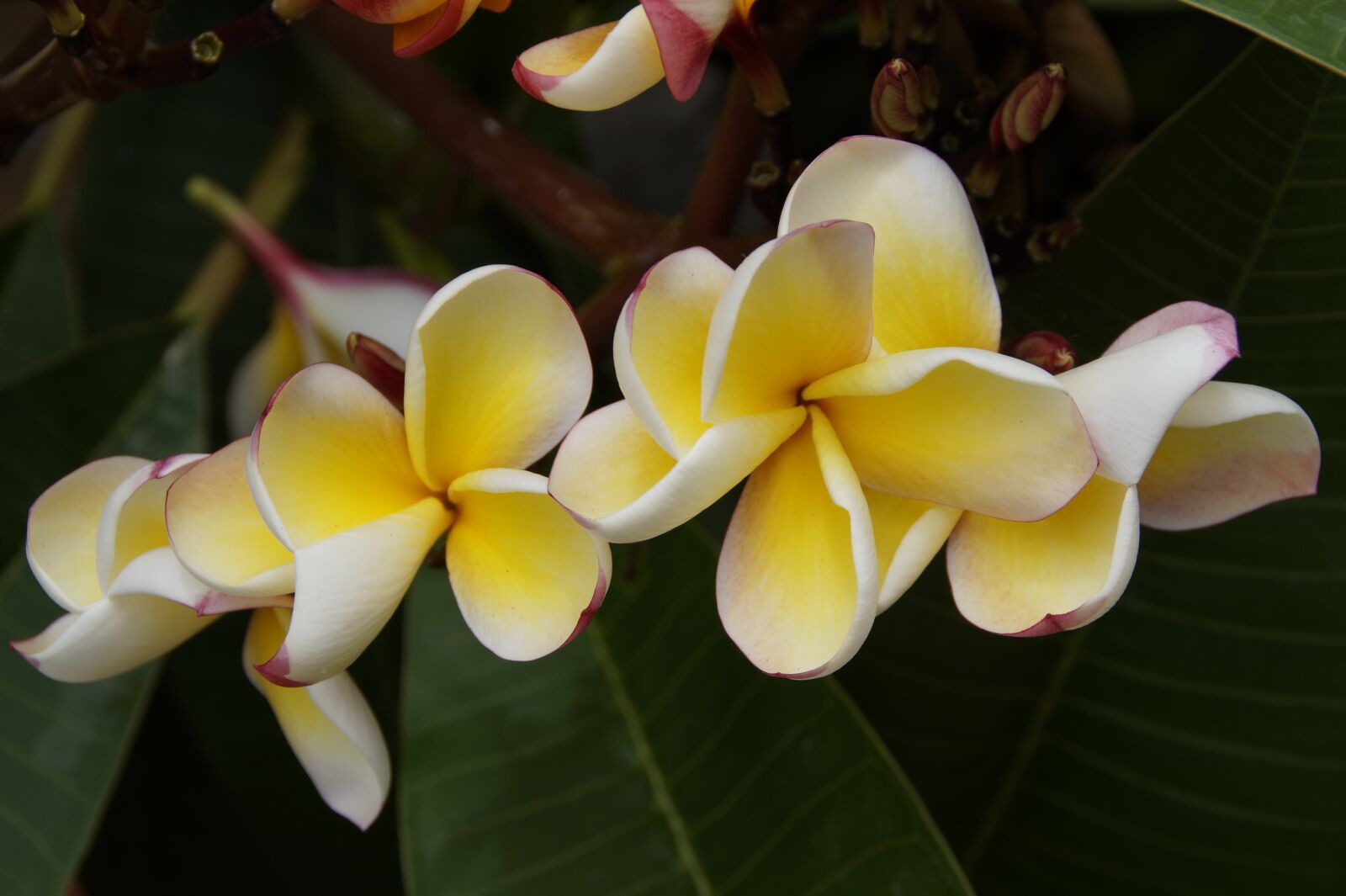 Sony SLT-A58 sample photo. Frangipani, temple tree, plumeria photography