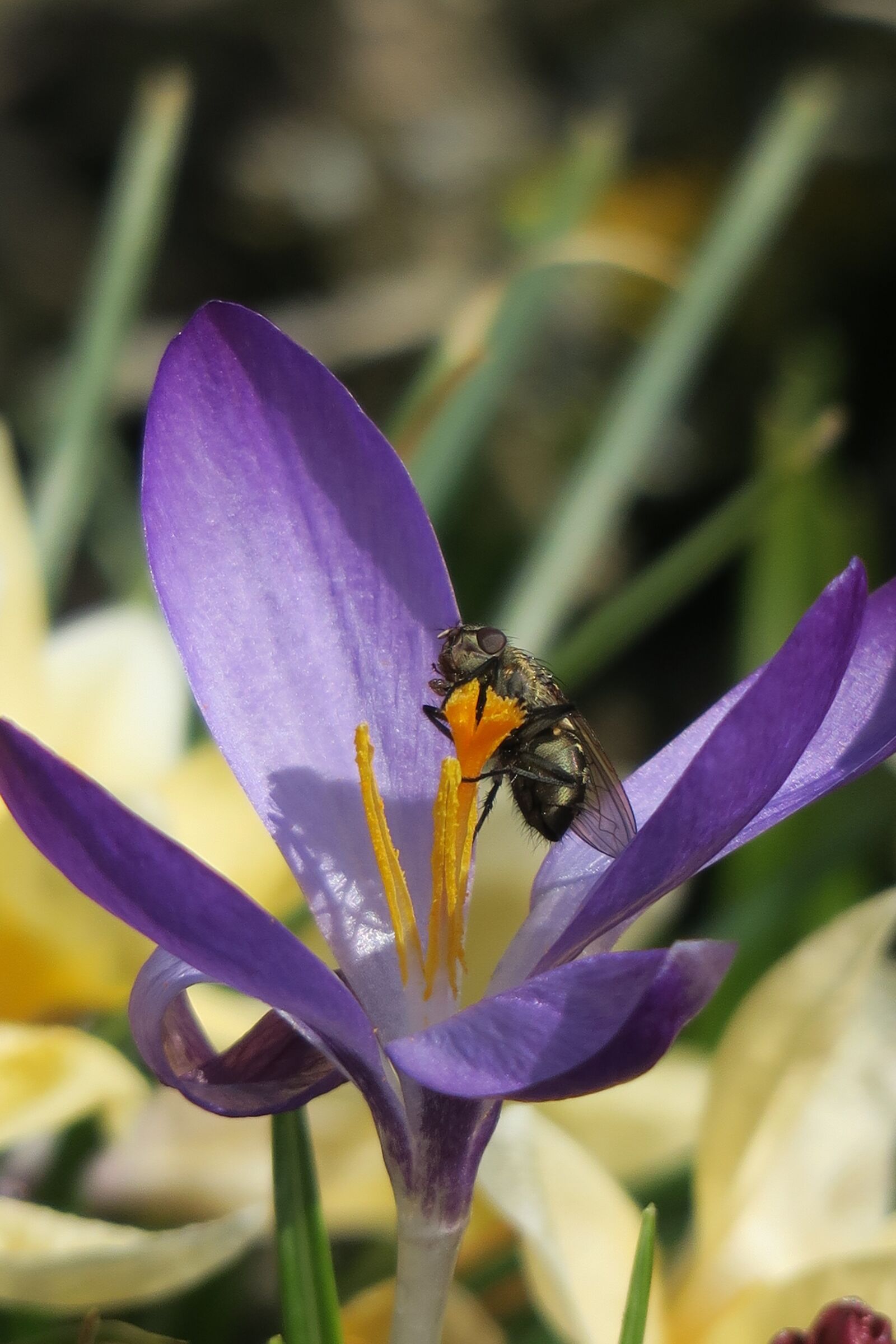 Canon PowerShot G3 X sample photo. Crocus, fly, nature photography