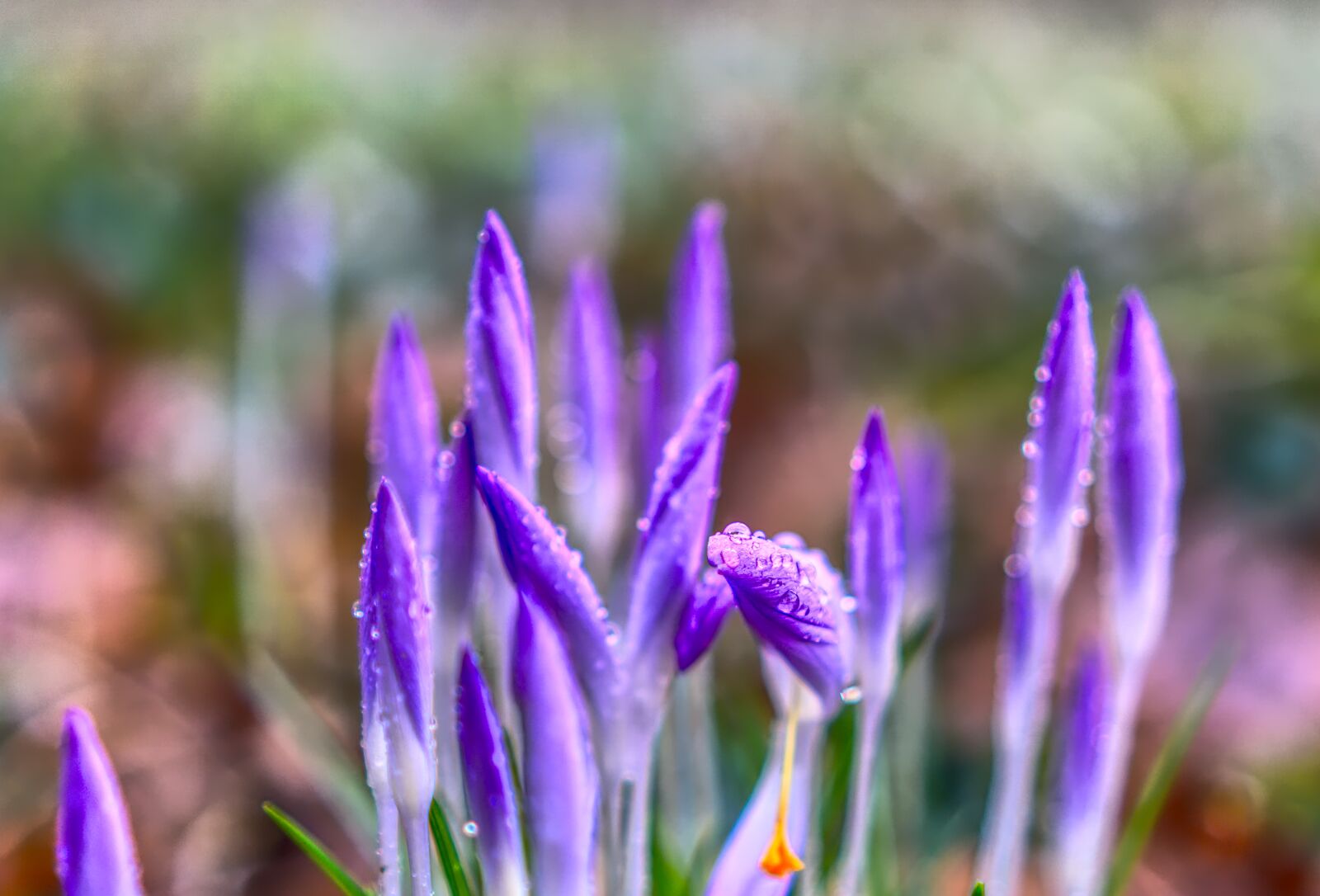 Sony a6000 + Sony E 35mm F1.8 OSS sample photo. Crocus, blossom, bloom photography