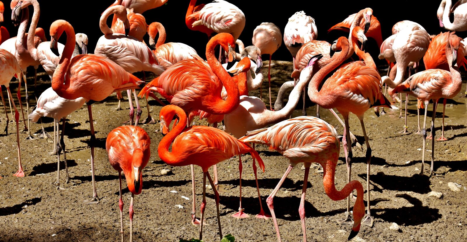 Nikon D7200 sample photo. Flamingos, birds, water bird photography